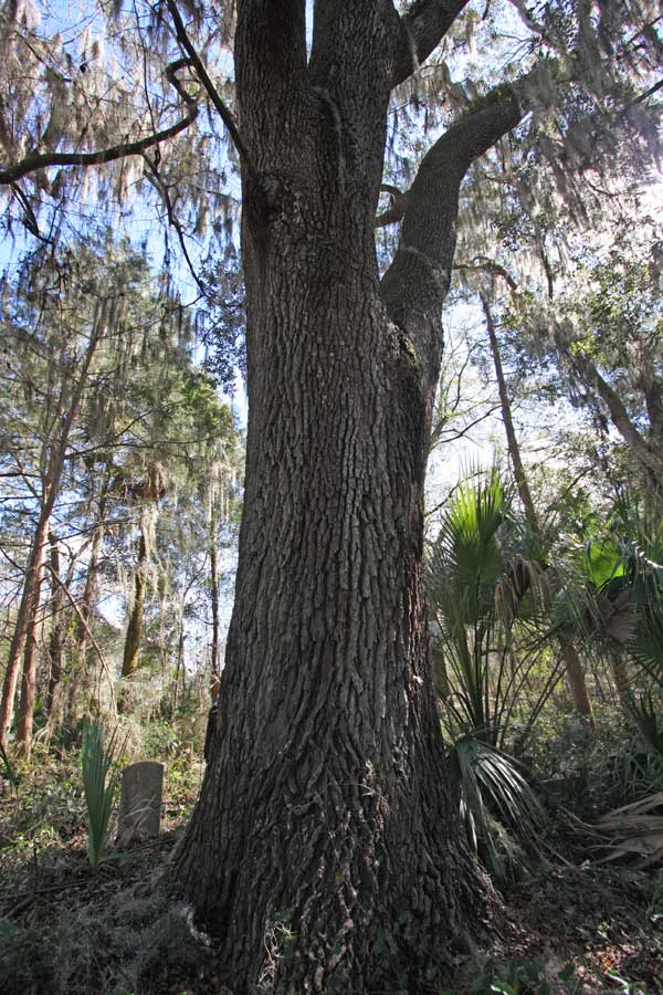  Sectional View Gravestone Photo