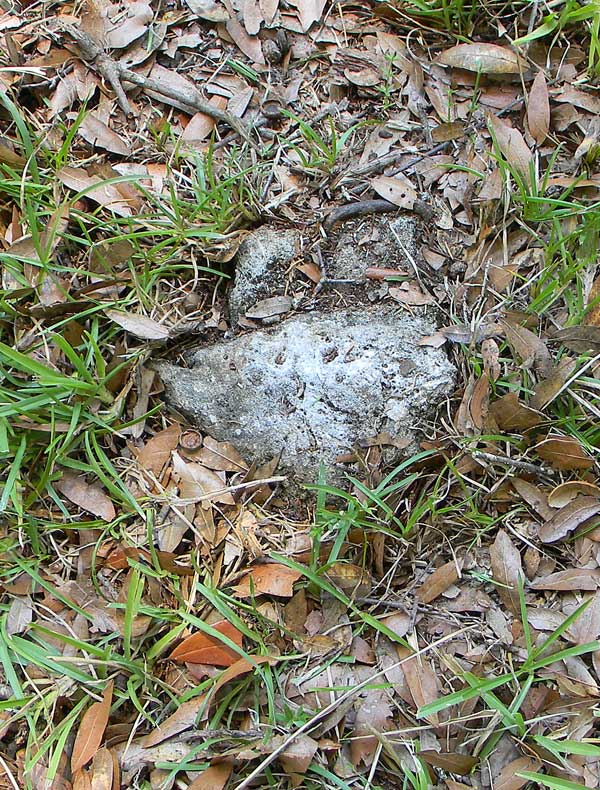  Unknown Gravestone Photo