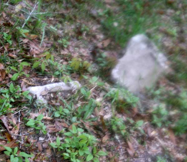  Unknown Gravestone Photo