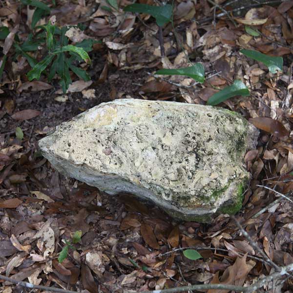  Unknown Gravestone Photo