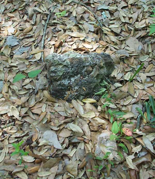  Unknown Gravestone Photo