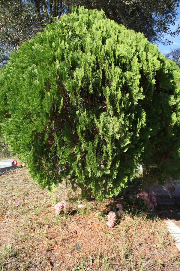  Unknown Gravestone Photo