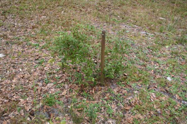  Unknown Gravestone Photo