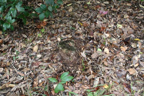  Unknown Gravestone Photo