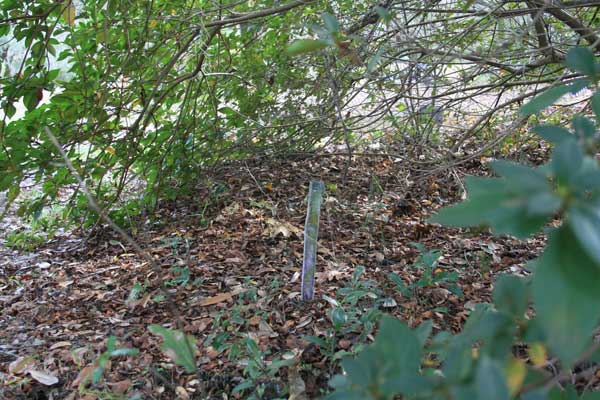  Unknown Gravestone Photo