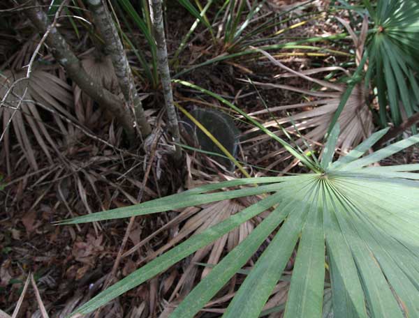  Unknown Gravestone Photo