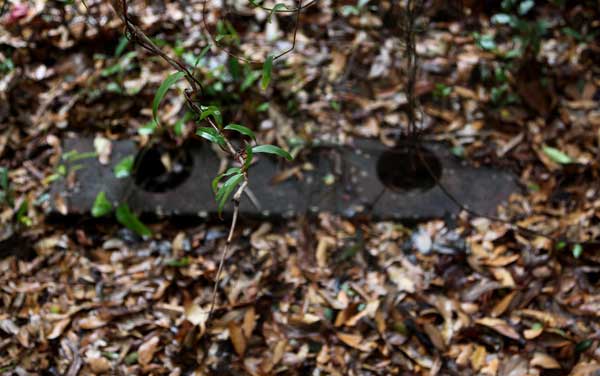  Unknown Gravestone Photo