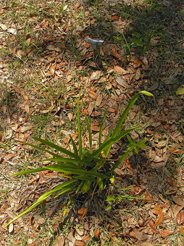  Unknown Gravestone Photo
