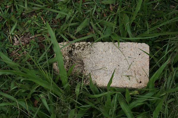  Unknown Gravestone Photo