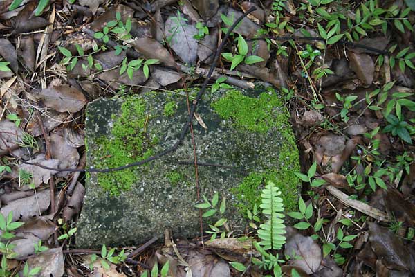  Unknown Gravestone Photo