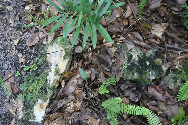  Unknown Gravestone Photo
