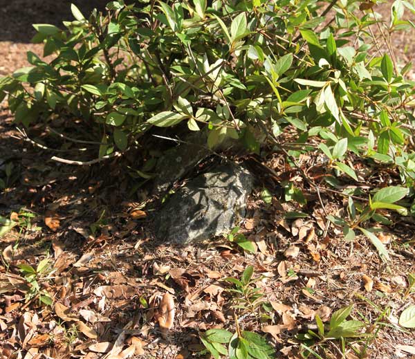  Unknown Gravestone Photo
