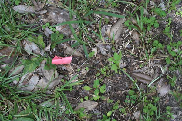  Unknown Gravestone Photo
