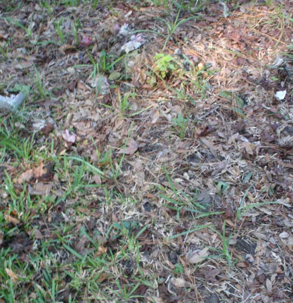  Unknown Gravestone Photo