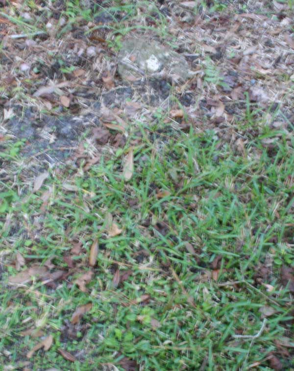  Unknown Gravestone Photo