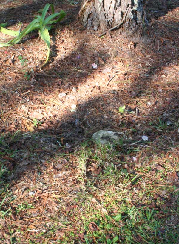  Unknown Gravestone Photo