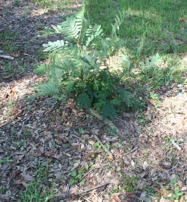  Unknown Gravestone Photo