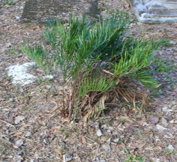  Unknown Gravestone Photo