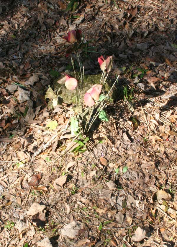  Unknown Gravestone Photo