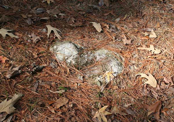  Unknown Gravestone Photo
