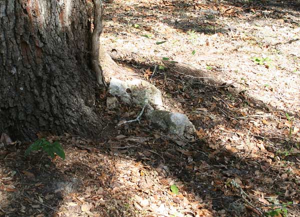  Unknown Gravestone Photo