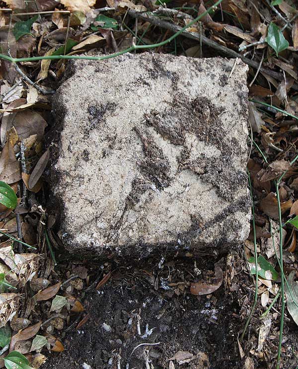  Unknown Gravestone Photo