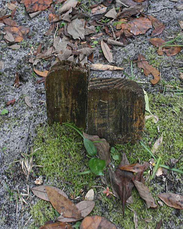  Unknown Gravestone Photo