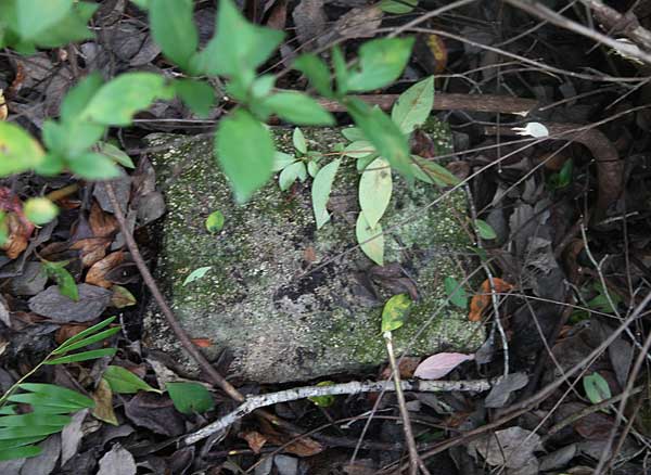  unknown Gravestone Photo