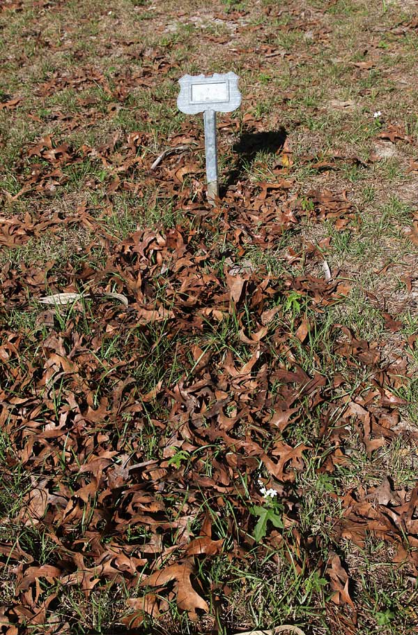  Unknown Gravestone Photo