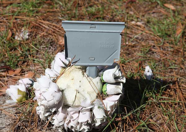  Unknown Gravestone Photo